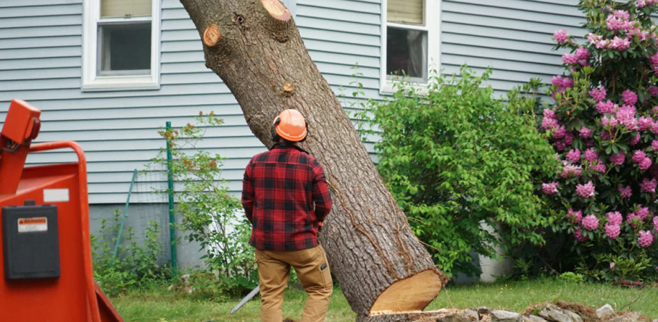  Tree Removal